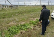 Акмолинец выращивал более 70 кустов конопли у себя в огороде