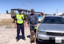 Служебная собака обнаружила наркотики в машине в Жамбылской области (ВИДЕО)