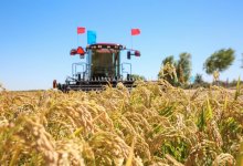 Сельхозоборот, дефицит воды, новые сорта: перспективы казахстанского рисоводства обсудили в Кызылординской области