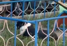 Полицейский стрелял в собаку, кидавшуюся на людей в Павлодаре