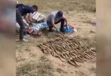 Вывезти в Китай рога сайги на миллионы тенге помешала полиция Карагандинской области