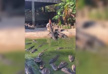 Женщина покормила аллигаторов с рук и стала героиней популярного видео