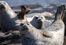 Тюлени продолжат нападать на людей, если не вмешается государство – экологи