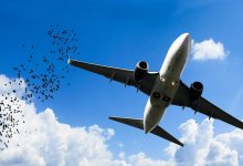 Птица попала в двигатель самолета, совершавшего рейс в Алматы