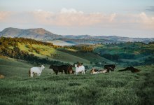 Пастбища на 336 млн тенге вернули государству в Жамбылской области