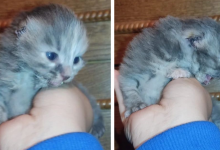 "Гореть им в аду": неизвестные отрезали котенку уши в Талдыкоргане