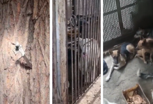 Рабочими моментами назвали кадры бойни животных в управлении ветеринарии Алматинской области