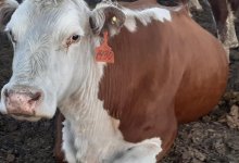 Пять коров за четыре миллиона тенге продают на аукционе в Казахстане