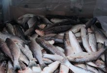 "Подморозят и начнут людей кормить": на побережье Каспия выбросило тысячи тушек кефали