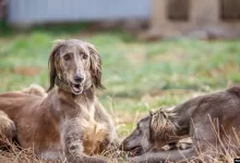 Сохранять казахские породы собак тазы и тобет поручил Токаев