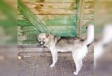 Стало известно о состоянии собаки, которую изнасиловал мужчина в Усть-Каменогорске