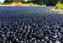 Почти в два раза уменьшили стоимость битума в Костанайской области