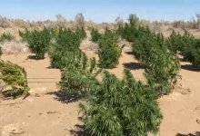 Плантацию конопли выявили с вертолета в Туркестанской области