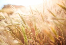 Пострадали незначительные участки: огонь затронул посевы в Костанайской области