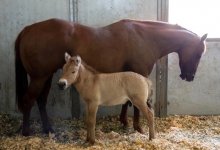 Жеребенок редкой азиатской породы растет в Алматинском зоопарке