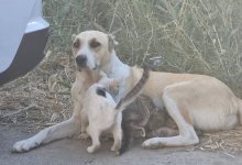 Бездомная собака приютила и вскормила уличных котят в Атырау (ВИДЕО)