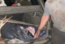 Рога и голову лося обнаружили в багажнике автомобиля в Павлодарской области