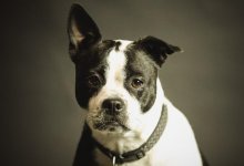 Бросали гореть на цепях: новый дом ищут животные, выжившие в пожарах в Костанайской области