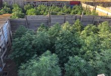 Житель ЗКО вырастил на своем участке кусты отборной конопли из Голландии