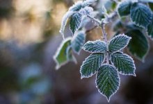 Заморозки не отпустят Казахстан в ближайшее время