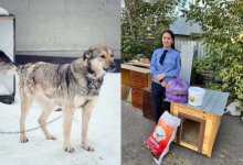 Собаке, получившей 28 ножевых ранений, подарили будку в Карагандинской области