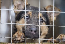 “Собак продолжают убивать ради мяса”: алматинские зоозащитники объявили голодовку