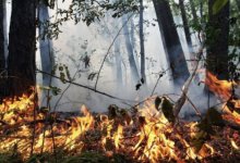 Чрезвычайная пожарная опасность сохраняется в нескольких регионах Казахстана