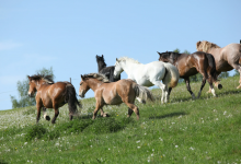 Пропавший табун лошадей нашли спустя пять дней в селе Туркестанской области