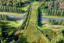 Общественники предлагают строить надземные переходы для диких животных в Казахстане