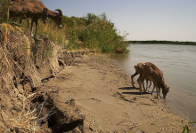 Краснокнижных животных засняли на юге Казахстана