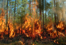 Из-за пожарной опасности в ряде регионов Казахстана объявлено штормовое предупреждение