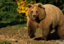 Бегающего по дорогам медведя сняли на видео туристы в Туркестанской области