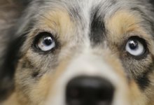 Привязал собаку к КамАЗу и тащил по дороге житель Алматинской области