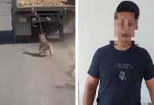 Привязал к КамАЗу и тащил по дороге: водитель заявил, что не причастен к живодерству