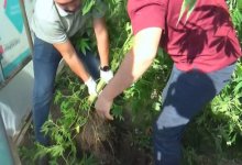 Мужчина выращивал и засушивал коноплю в Усть-Каменогорске