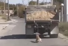 "Это не я": водитель КамАЗа рассказал свою версию о привязанной собаке
