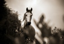 Лошади погибли под колесами поезда в Павлодарской области
