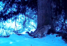 Снежный барс попал в фотоловушку в Алматинском заповеднике (ВИДЕО)