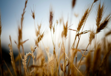 Талибы хотят заключить контракт с Казахстаном на поставку пшеницы и топлива