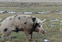 Полудикий кабан напал на сельчанина в ВКО