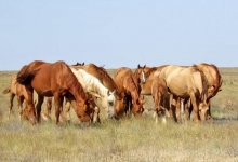 Почти полсотни украденных лошадей обнаружили полицейские в ВКО
