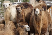 Пять человек погибли в столкновениях авто с верблюдами в Мангистауской области