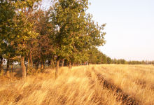 Тела убитых женщины с дочкой нашли в лесопосадке в Карагандинской области