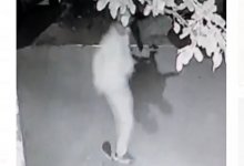 Наказание живодеру из Актау, прыгнувшему на котенка, назначил суд