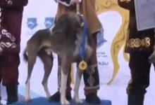 Собаки породы тазы стали участниками республиканского турнира в Акмолинской области