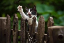 Подросток выбросил кошку за забор в качестве наказания в Актау (ВИДЕО)