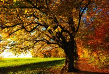 Жители Восточного Казахстана смогут насладиться теплой погодой