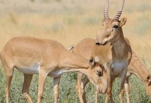 Мертвые тушки сайгаков обнаружили в степях ЗКО