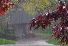 Сильный дождь и туман прогнозируют синоптики в западных областях Казахстана