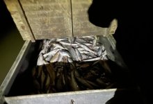 Около двух тонн незаконно добытой рыбы изъяли полицейские в Атырауской области